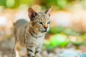 A Bengal cat with striking green eyes exploring outdoors in natural sunlight. jigsaw puzzle