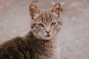 A striking portrait of a tabby cat showcasing its distinctive amber eyes and detailed fur. jigsaw puzzle