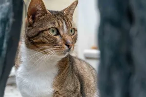 A focused shot of a domestic shorthair cat with a serene expression and natural backdrop. jigsaw puzzle