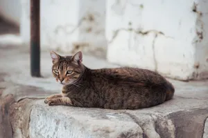 A tabby cat rests on a stone step in Carthage, Tunisia, showcasing urban life. jigsaw puzzle