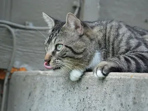 Adorable tabby cat licking its lips while leaning on a concrete ledge outdoors. jigsaw puzzle