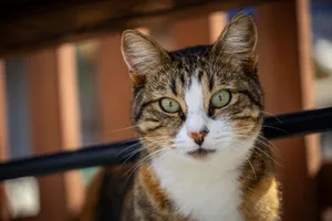 A detailed close-up of a tabby cat with striking green eyes sitting outdoors. jigsaw puzzle