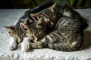 Three cute sleeping tabby kittens snuggling on a cozy surface indoors. jigsaw puzzle