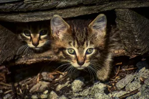 Two cute kittens peeking from a wooden hideout, showcasing their curiosity and playful nature. jigsaw puzzle