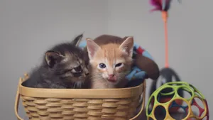 Two playful kittens nestled in a basket surrounded by colorful toys indoors. jigsaw puzzle