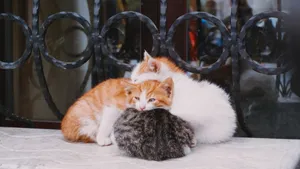 A cute group of three kittens cuddling on a windowsill, exuding warmth and affection. jigsaw puzzle