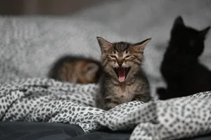 Adorable yawning tabby kitten lying on cozy, patterned bedding with other kittens. jigsaw puzzle