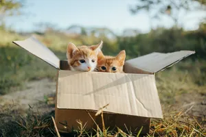 Two cute ginger kittens peek out of a cardboard box in a grassy outdoor setting. Perfect for pet lovers. jigsaw puzzle