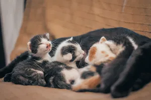 A close-up of a group of adorable newborn kittens cuddling on a blanket indoors. jigsaw puzzle