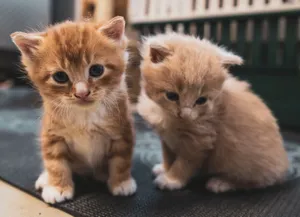 From above of cute fluffy kitties sitting on carpet in house while looking at camera jigsaw puzzle
