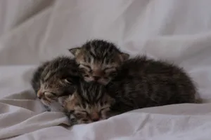 Three adorable newborn kittens sleeping together, creating a cozy and heartwarming scene. jigsaw puzzle