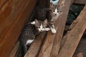 Adorable tabby kittens exploring a rustic wooden area, showcasing playful innocence. jigsaw puzzle