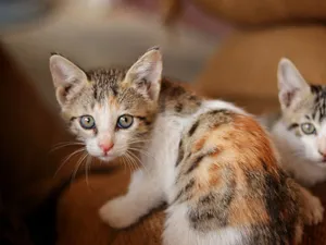 Close-up of two adorable tricolor kittens indoors, showcasing their cute expressions. jigsaw puzzle