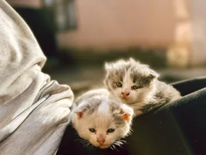 Two cute kittens resting in the sun, capturing a tender moment of relaxation. jigsaw puzzle