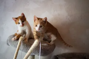 Two cute tabby kittens playfully exploring a cat tree indoors. jigsaw puzzle