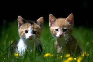 Two cute kittens sit amidst a lush field of grass, showcasing their playful charm and innocence. jigsaw puzzle