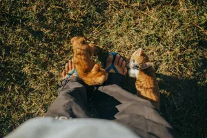 Two ginger kittens curiously playing around feet on a sunlit grassy area, top-down view. jigsaw puzzle