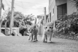 Two kittens exploring an urban street, captured in black and white photography. jigsaw puzzle