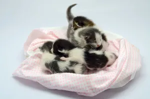 A group of adorable newborn kittens sleeping on a fluffy pink blanket indoors. jigsaw puzzle