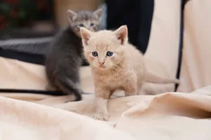 Adorable kittens exploring on cozy beige fabric. Perfect for pet lovers. jigsaw puzzle