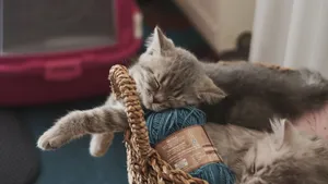 Adorable kittens peacefully sleeping in a basket with blue yarn indoors. jigsaw puzzle