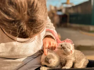 A child gently petting two cute kittens in a sunny outdoor environment. jigsaw puzzle