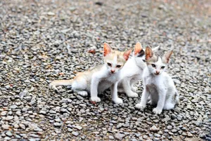 Three small kittens sitting on gravel, displaying cute and curious expressions in Pullinkunnu, India. jigsaw puzzle