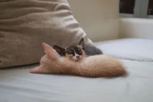 Two cute kittens sleeping on a soft sofa, creating an adorable and cozy scene indoors. jigsaw puzzle