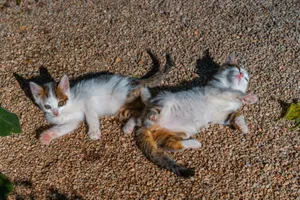 Two cute kittens relaxing on gravel in the sunlight, enjoying a playful afternoon outdoors. jigsaw puzzle