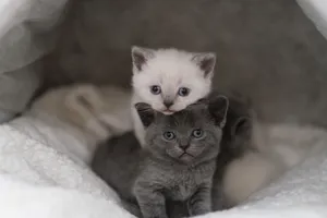 Cute British Shorthair and Siamese kittens snuggling in a cozy indoor setting. jigsaw puzzle