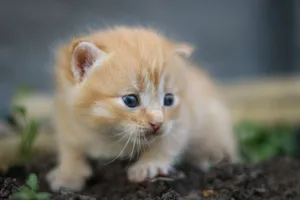 Charming close-up of a little ginger kitten with blue eyes exploring the garden. jigsaw puzzle