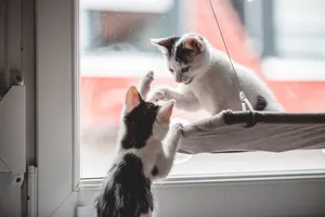 Two adorable kittens playing by a window, showcasing their playful and curious nature. jigsaw puzzle