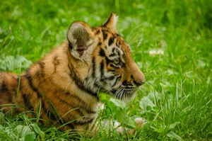 Captivating image of a tiger cub nestled in vibrant green grass, showcasing its majestic stripes. jigsaw puzzle