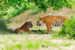 Two tigers lounging under a tree in a lush green habitat, captured in natural light. jigsaw puzzle
