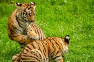 Two adorable tiger cubs playfully interacting on a grassy field, showcasing their vibrant patterns. jigsaw puzzle
