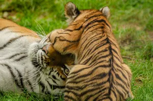 A tiger and its cub playfully interacting in a grassy environment, showcasing natural behavior. jigsaw puzzle