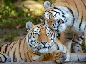 Two playful tigers interacting in their natural habitat, exuding warmth and companionship. jigsaw puzzle