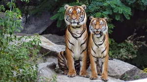 Two Bengal tigers sitting on rocks surrounded by lush greenery, showcasing their natural beauty. jigsaw puzzle
