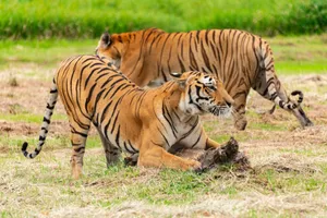 Two Bengal tigers roam grasslands, showcasing their majestic presence in the wild. jigsaw puzzle