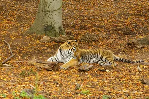 A majestic tiger rests calmly amidst the autumn leaves in a forested setting. jigsaw puzzle