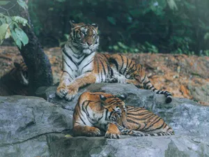 Two Bengal tigers relaxing on a rock amidst lush greenery, portraying wildlife serenity. jigsaw puzzle