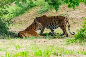 Two Bengal tigers resting under tree, showcasing wild beauty in lush habitat. jigsaw puzzle