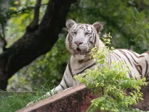 Close-up of a majestic white tiger resting in a vibrant green forest setting. jigsaw puzzle