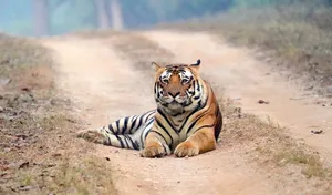 Majestic Bengal tiger lying calmly on a dirt road in the lush forests of India. jigsaw puzzle