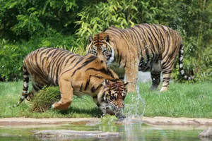 Two tigers play near a water body, showcasing wildlife behavior in a natural setting. jigsaw puzzle