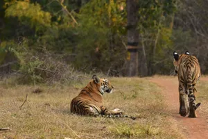 Two Bengal tigers resting and walking on a forest path, captured in an Indian wildlife reserve. jigsaw puzzle