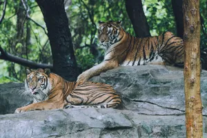 Two Sumatran tigers lounging on stone in a forest setting, showcasing their majestic beauty. jigsaw puzzle