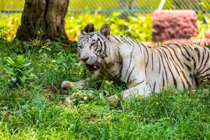 Majestic white tiger relaxing in a verdant setting, showcasing stripes and wild beauty. jigsaw puzzle