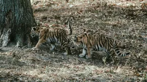Charming image of two tiger cubs exploring a wooded area in the wild. jigsaw puzzle