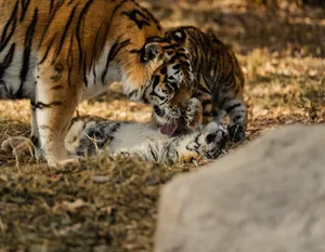 A mother tiger lovingly grooms her playful cubs in a serene outdoor woodland setting. jigsaw puzzle